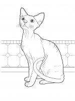 disegni/gatti/gatti_cats_ 27.jpg